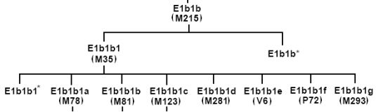Phylogenetischer Abstammungsbaum der Y-DNA-Haplogruppe E1b1b